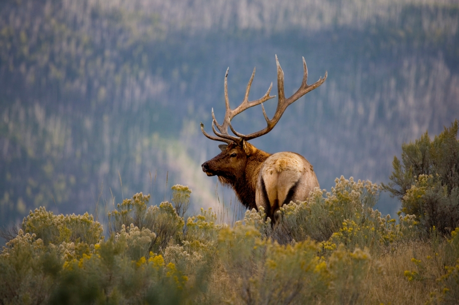 Huge Bull Elk in a Scenic Backdrop